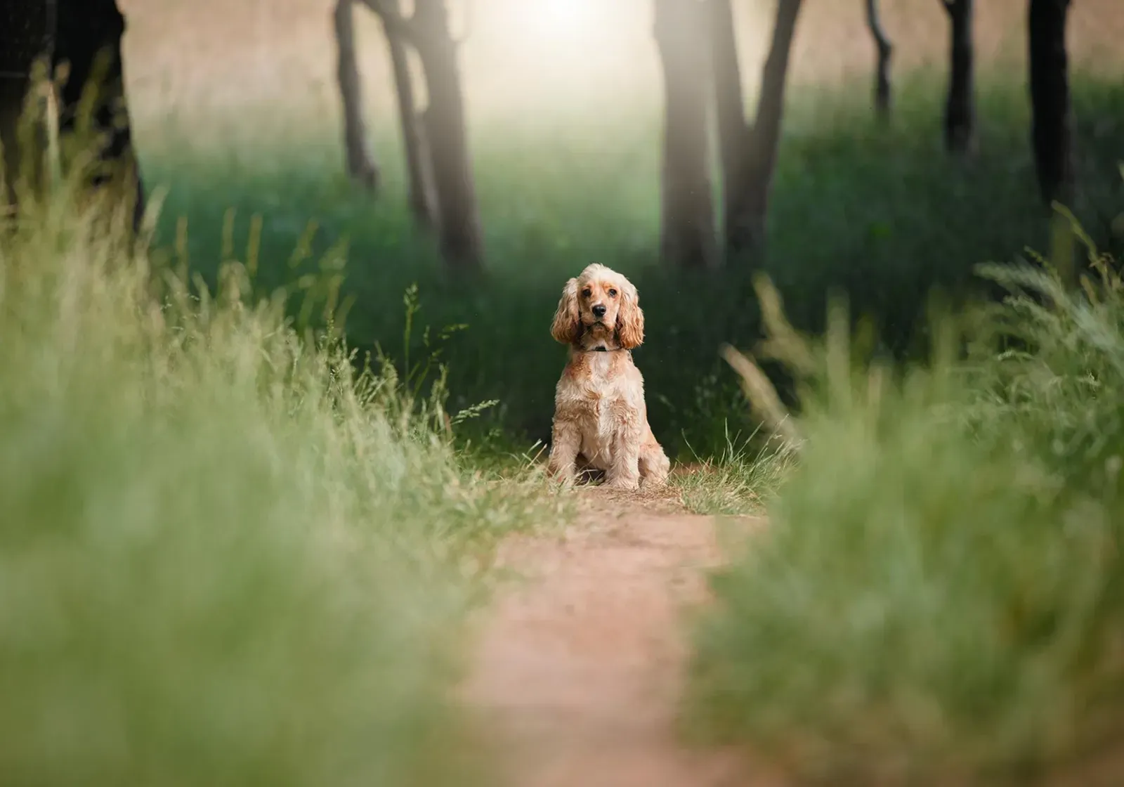 Pies rasy cocker spaniel siedzący na leśnej ścieżce otoczonej wysoką trawą.